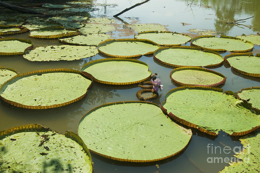 Giant Amazon Water Lilies #2 Photograph by William H. Mullins