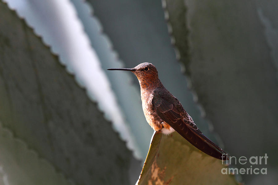 Giant Hummingbird #1 Photograph by James Brunker