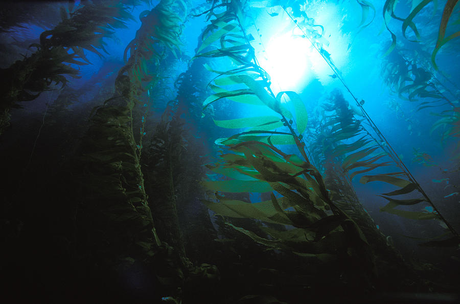 Giant Kelp Forest #2 Photograph by Greg Ochocki