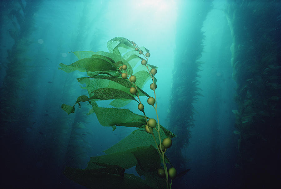 Giant Kelp Macrocystis Pyrifera Forest Photograph by Flip Nicklin