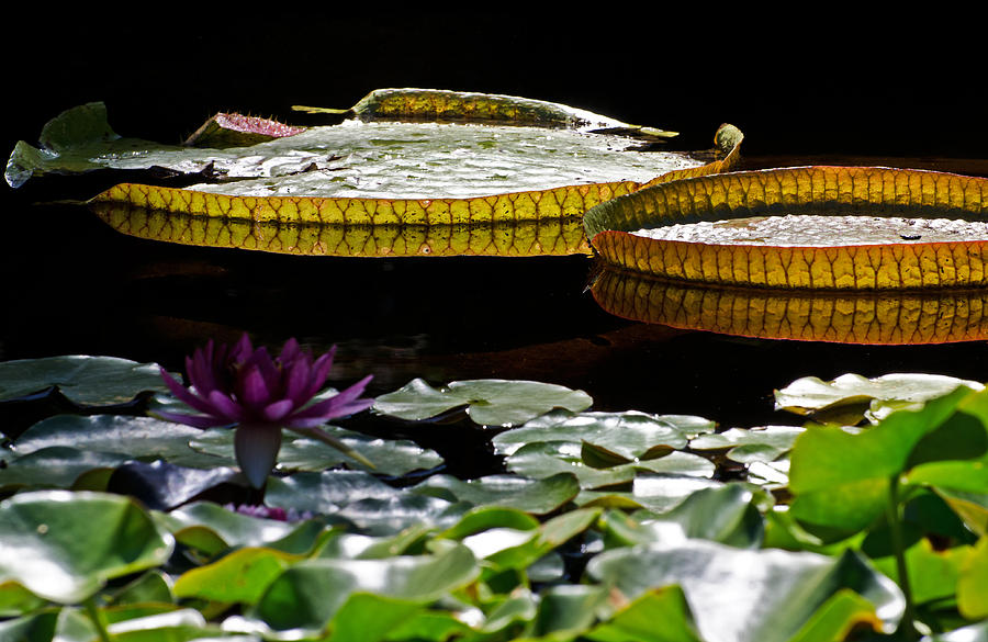 2 Giant Lily Pads Photograph