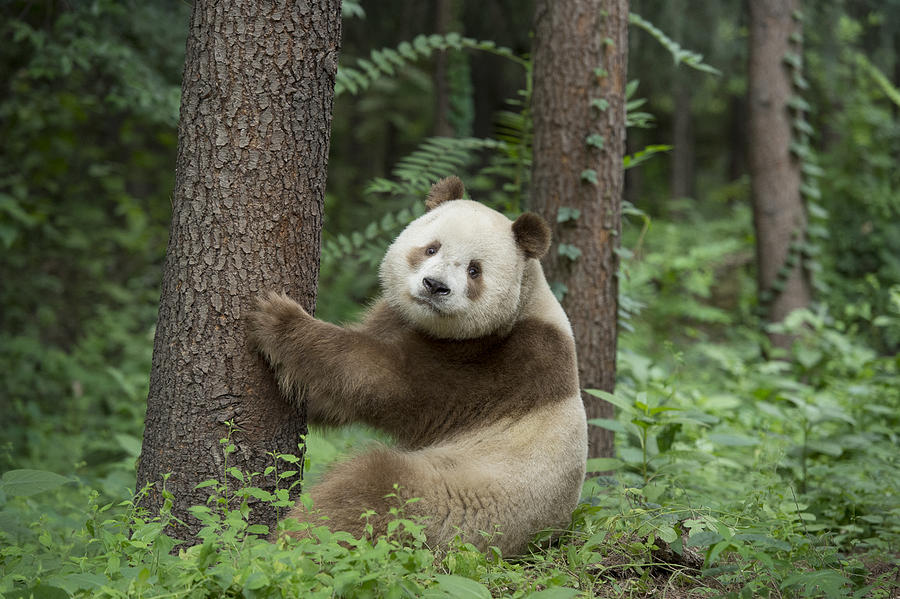 Giant Panda Brown Morph China #2 Photograph by Katherine Feng