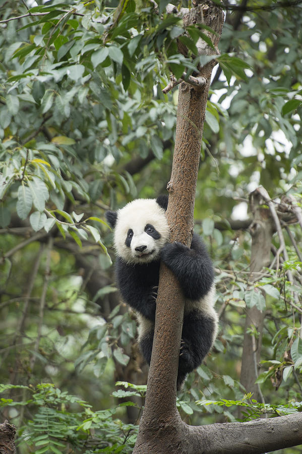Giant Panda Cub Chengdu Sichuan China #2 Photograph by Katherine Feng