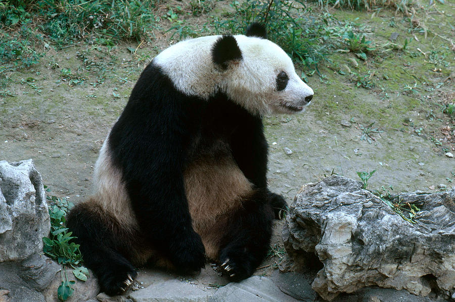 Giant Panda #2 Photograph by George Holton