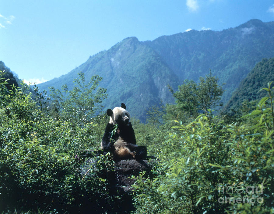 Giant Panda #2 Photograph by Hans Reinhard