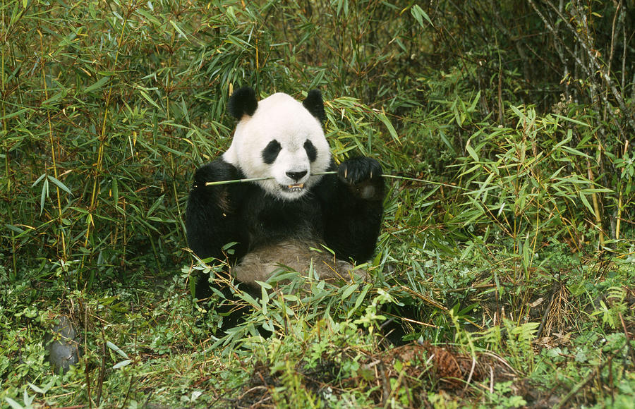 Giant Panda #2 Photograph by M. Watson