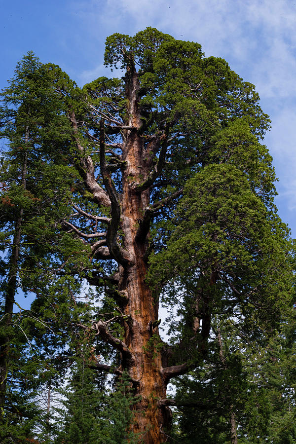 Giant Sequoia Tree In A Forest, Sequoia #2 Photograph by Panoramic Images