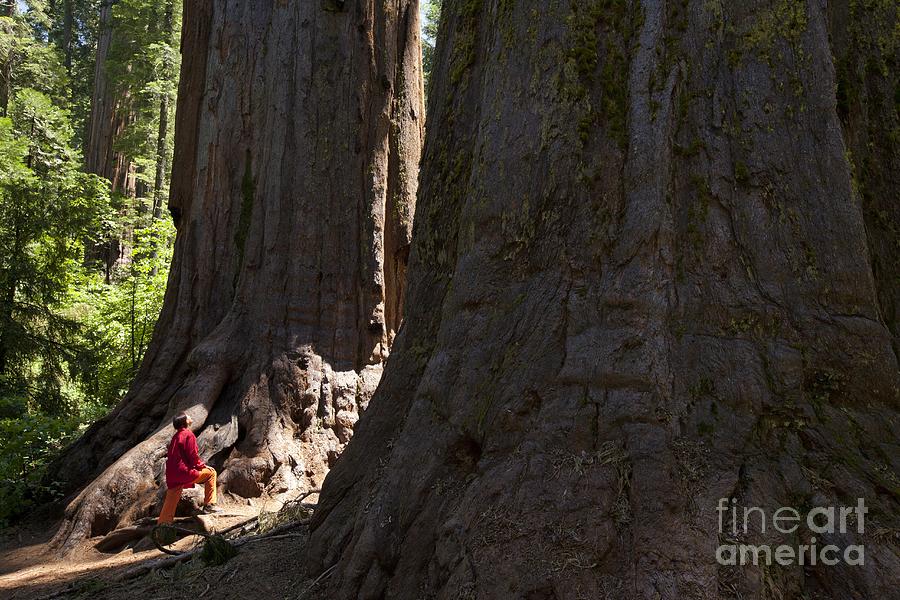 Giant Sequoia Trees Photograph By Quincy Russell Mona Lisa Production Fine Art America 