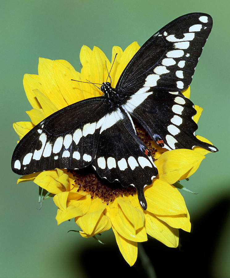 Giant Swallowtail Butterfly #2 Photograph by Millard Sharp