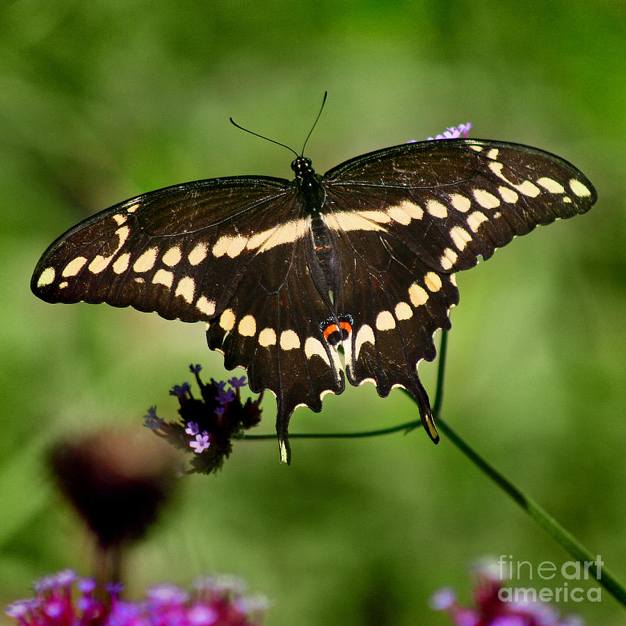 Butterfly Photograph - Giant Swallowtail Butterfly Square #1 by Karen Adams