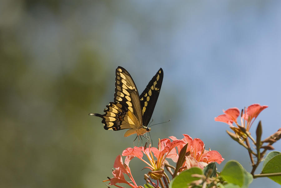 Giant Swallowtail Butterfly #2 Photograph by Thomas And Pat Leeson