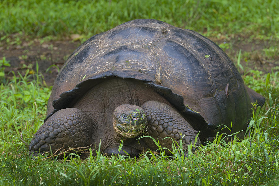 Giant Tortoise #2 Photograph by John Shaw