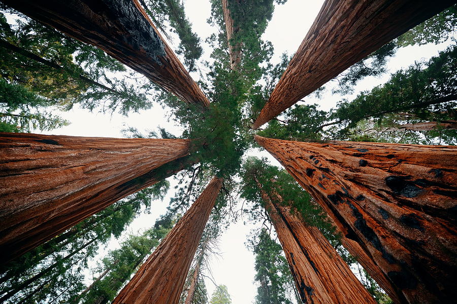 Giant Tree Photograph