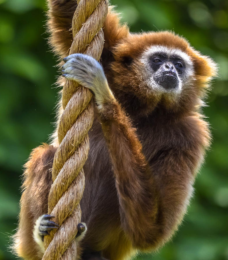 Gibbon #2 Photograph by Brian Stevens