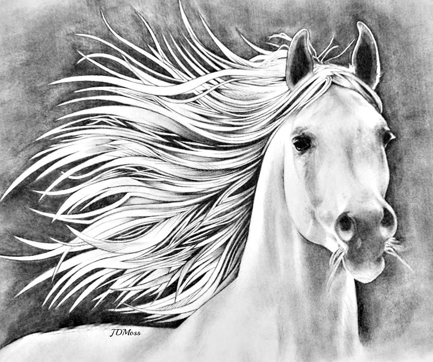 Giddy Up Drawing By Janet Moss Fine Art America