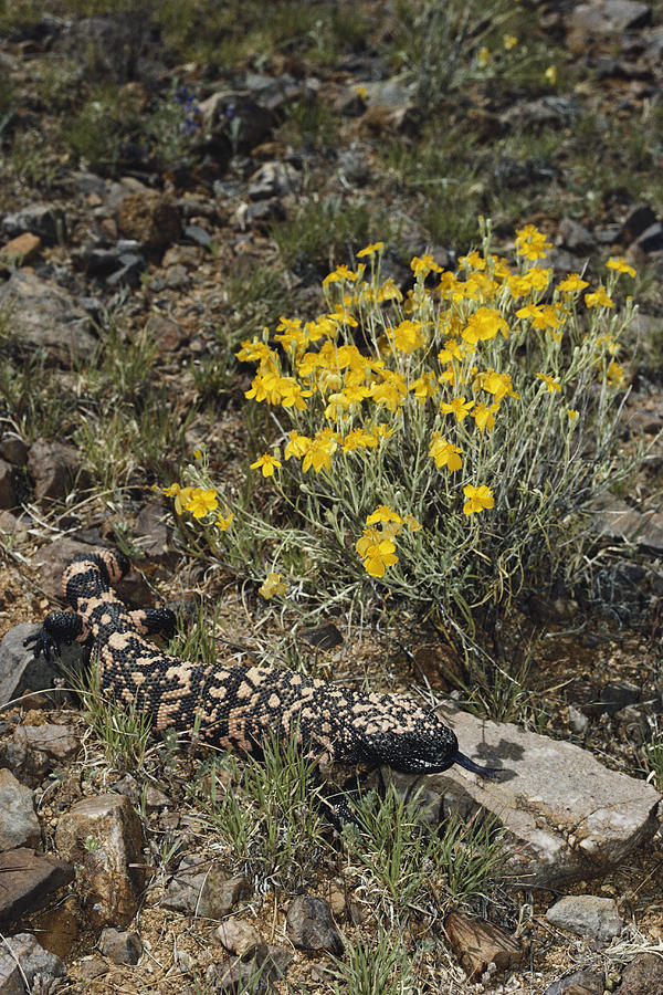 Gila Monster #2 Photograph by Gerald C. Kelley