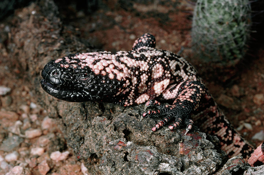 Gila Monster #2 Photograph by Keith Kent/science Photo Library