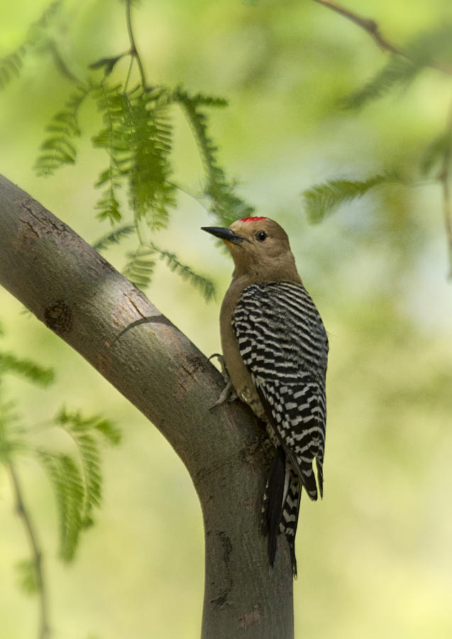 Gila Woodpecker  #3 Photograph by Saija Lehtonen
