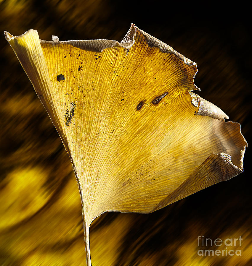 Ginkgo Leaf #1 Photograph by Garry McMichael