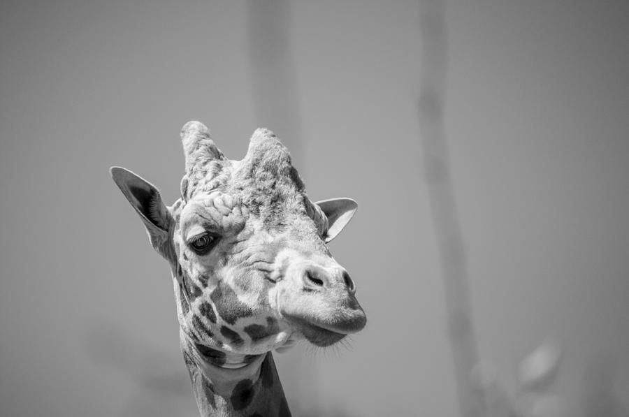 Giraffe Photograph - Giraffe-2 #2 by Casey Merrill