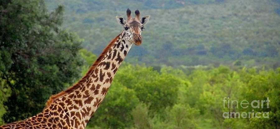 Giraffe Photograph - Giraffe #2 by Charuhas Images