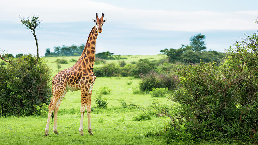 Giraffe  Giraffa Camelopardalis #2 Photograph by Reynold Mainse