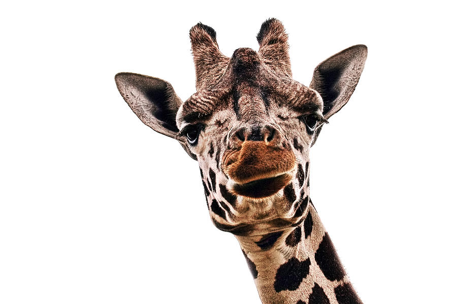 Wildlife Photograph - Giraffe #1 by Marcia Colelli