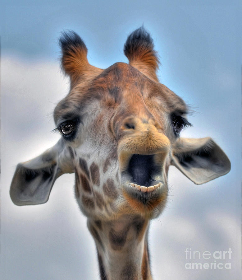 Giraffe  #4 Photograph by Savannah Gibbs