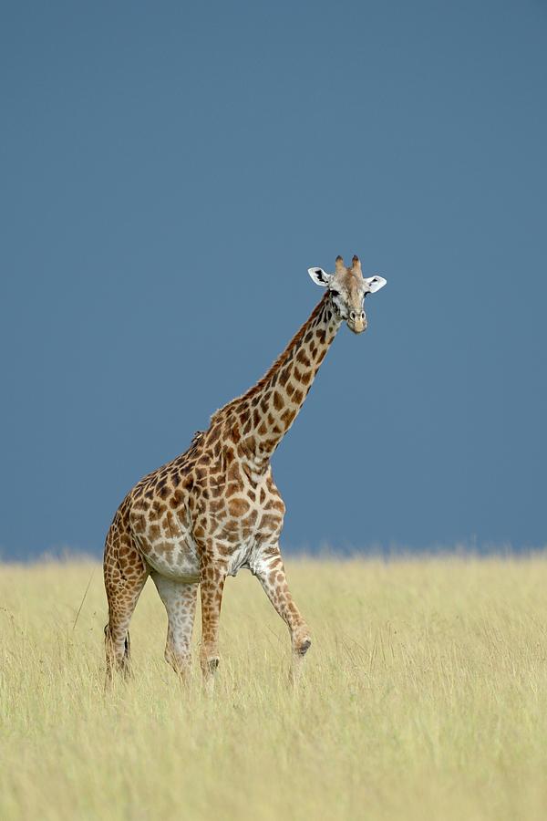 Giraffe #2 Photograph by Winfried Wisniewski