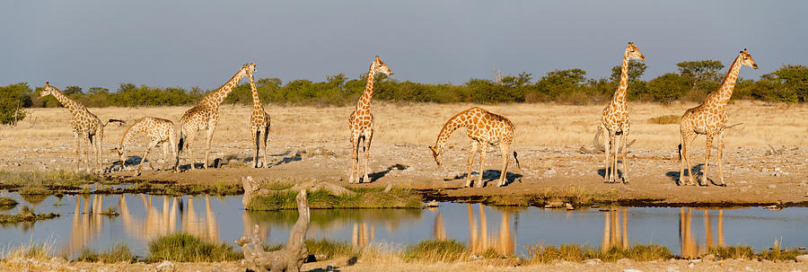 Nature Photograph - Giraffes Giraffa Camelopardalis #2 by Panoramic Images