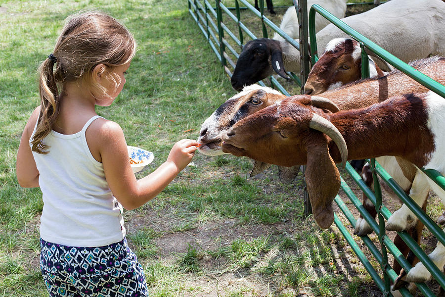 Girl Feeding Goats Photograph by Jim West - Fine Art America