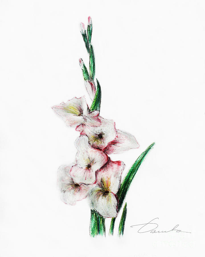 Gladiolus #2 Painting by Danuta Bennett
