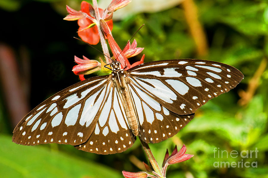 Nature Photograph - Glassy Blue Tiger Butterfly #2 by Millard H. Sharp