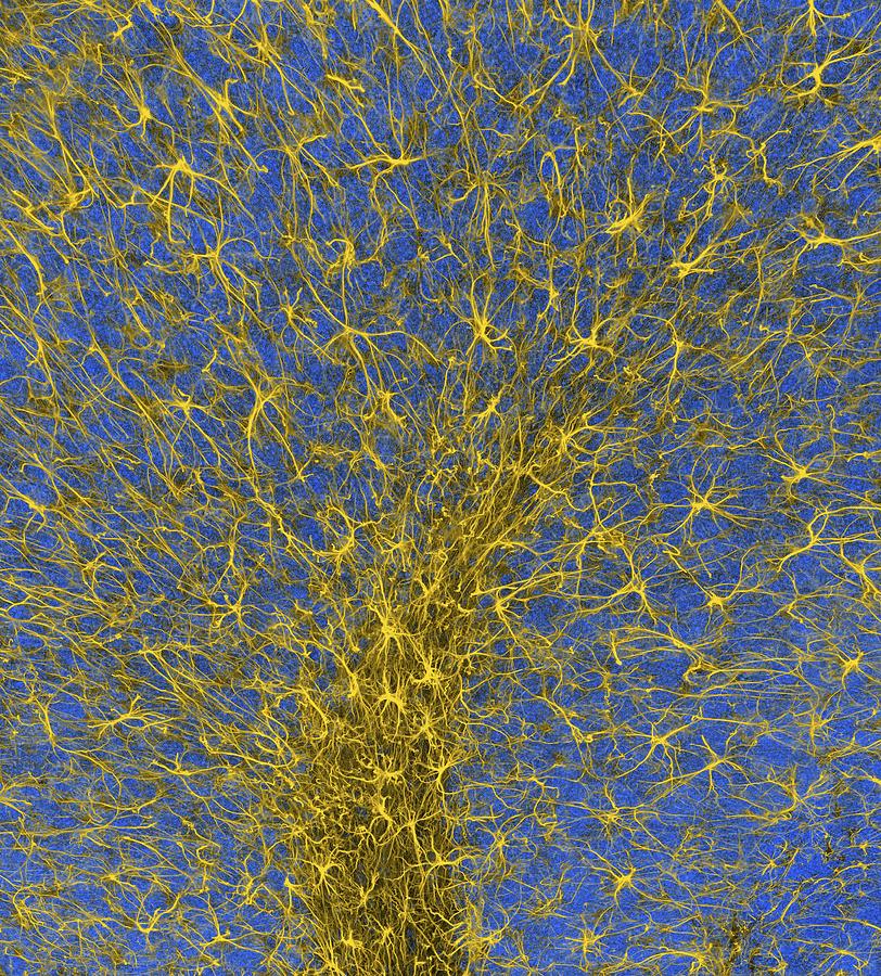 Glial Cells #2 Photograph by Thomas Deerinck, Ncmir