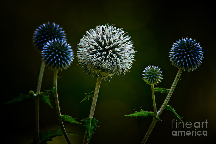 Globe Thistle by Michael Cummings Globe Thistle by Michael Cummings