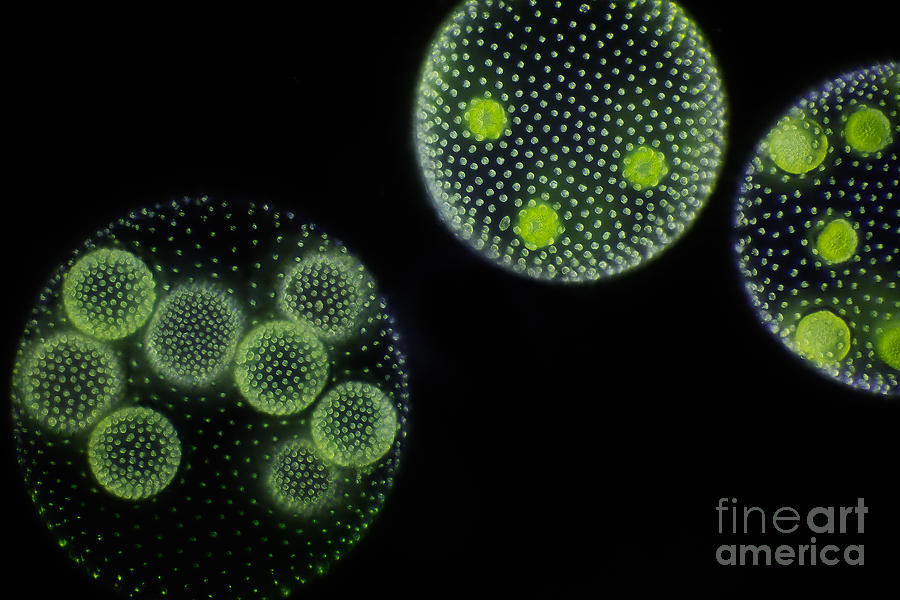 Globular Alga Volvox, Lm #2 Photograph by Frank Fox