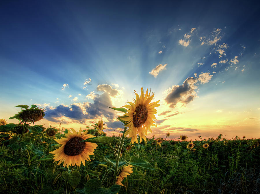 Sunflower Photograph - Glory by Zsolt Zsigmond