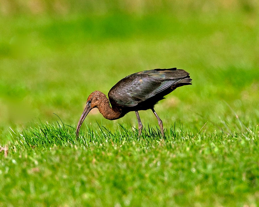 Glossy Ibis #2 Photograph by Paul Scoullar