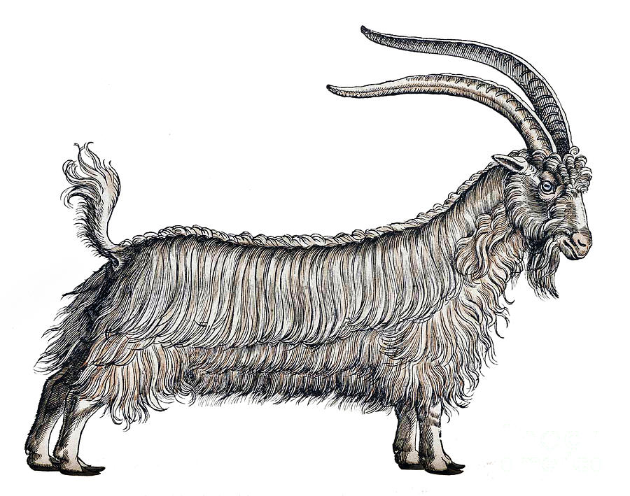 Goat, Historiae Animalium, 16th Century #2 Photograph by Science Source