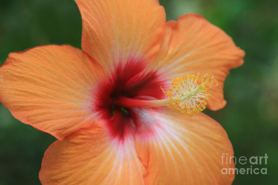 Tropical Garden Hibiscus Photograph by Sharon Mau