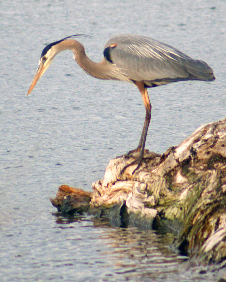 Heron Photograph - Going Fishing #2 by Phyllis Britton