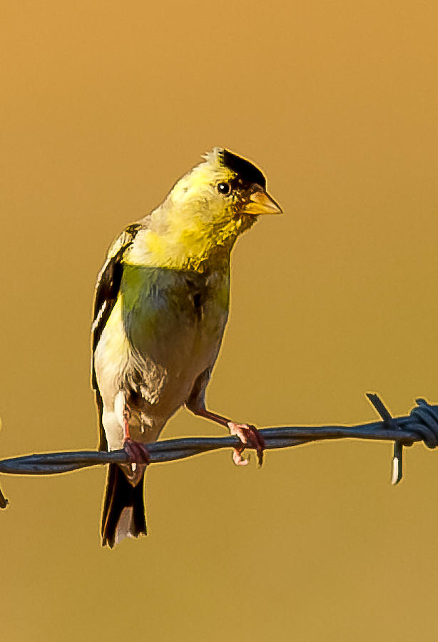 Finch Photograph - Gold Finch #2 by Brian Williamson
