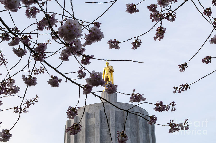 Salem Photograph - Gold Man and Cherry Blossoms #2 by M J