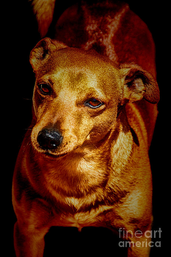 Dog Photograph - Golden Brown #2 by Douglas Barnard