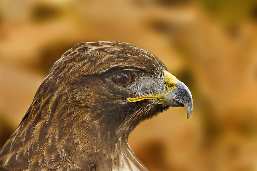 Golden Eagle  #2 Photograph by Brian Cross