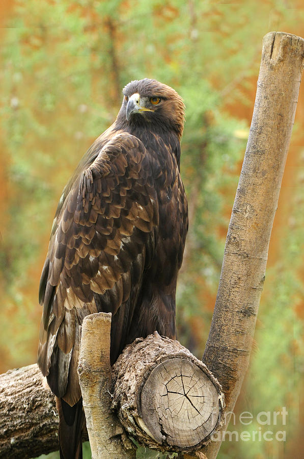 Golden Eagle #3 Photograph by Dennis Hammer