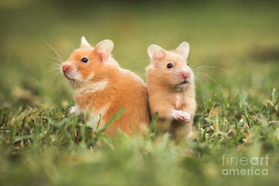 Animal Photograph - Golden Hamster #2 by Alon Meir