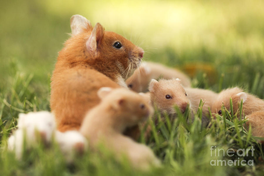 Golden Hamster Poster by Alon Meir - Fine Art America