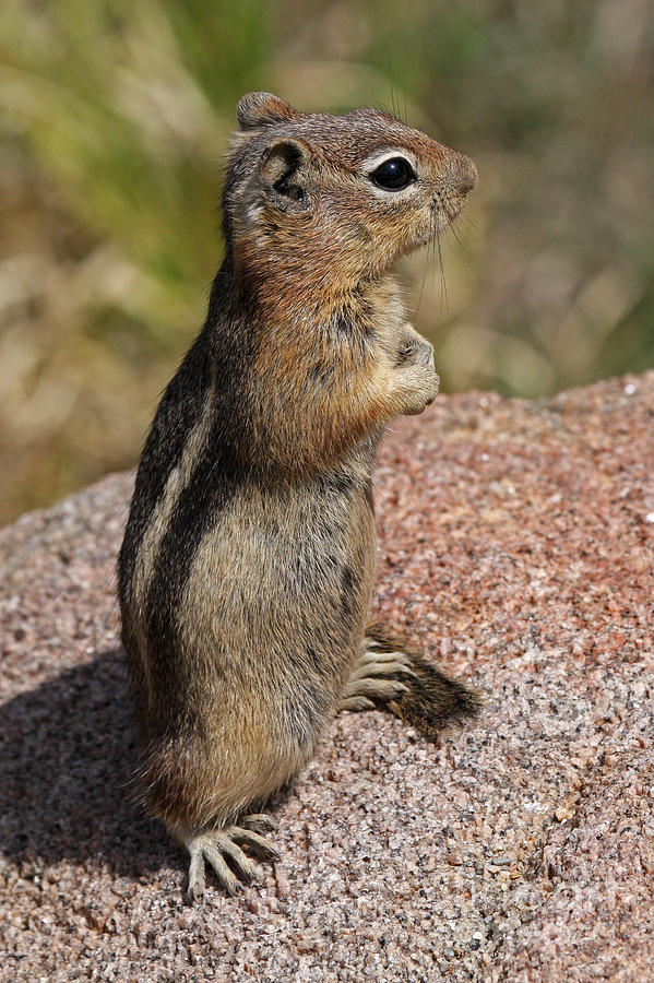 Golden Mantled Ground Squirrel #2 Photograph by Fred Stearns