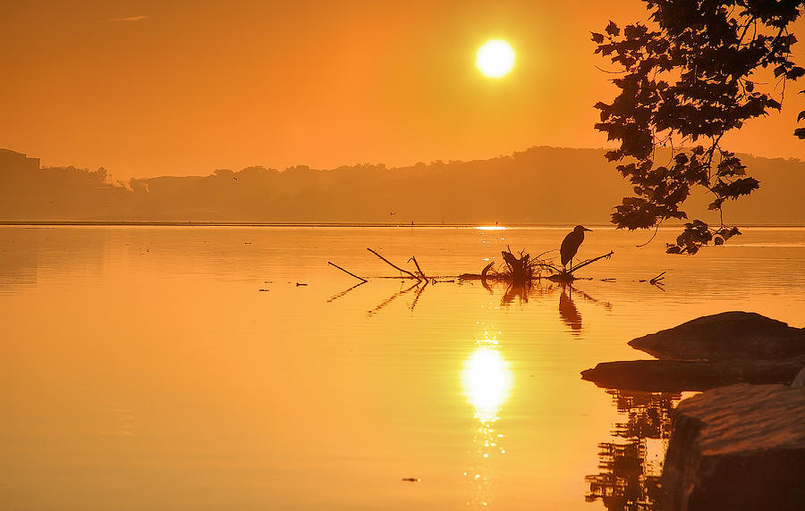 Golden Morning #2 Photograph by Steven Ainsworth